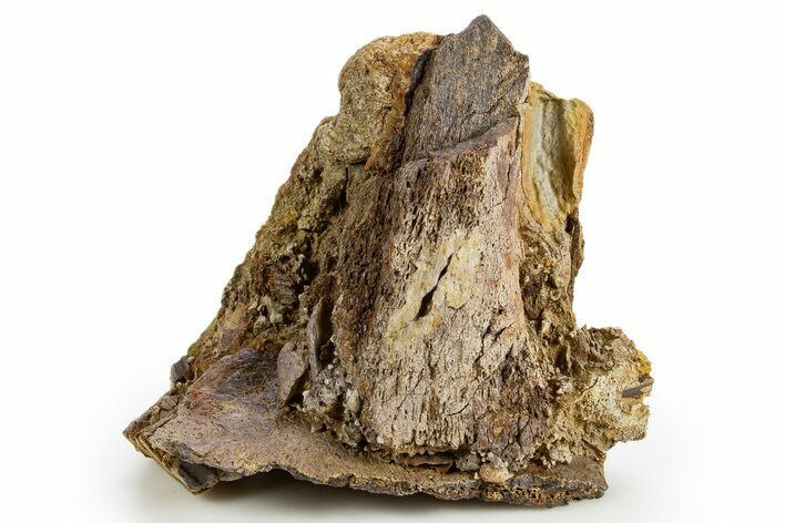 Hadrosaur Partial Teeth and Bones in Sandstone - Wyoming #330917